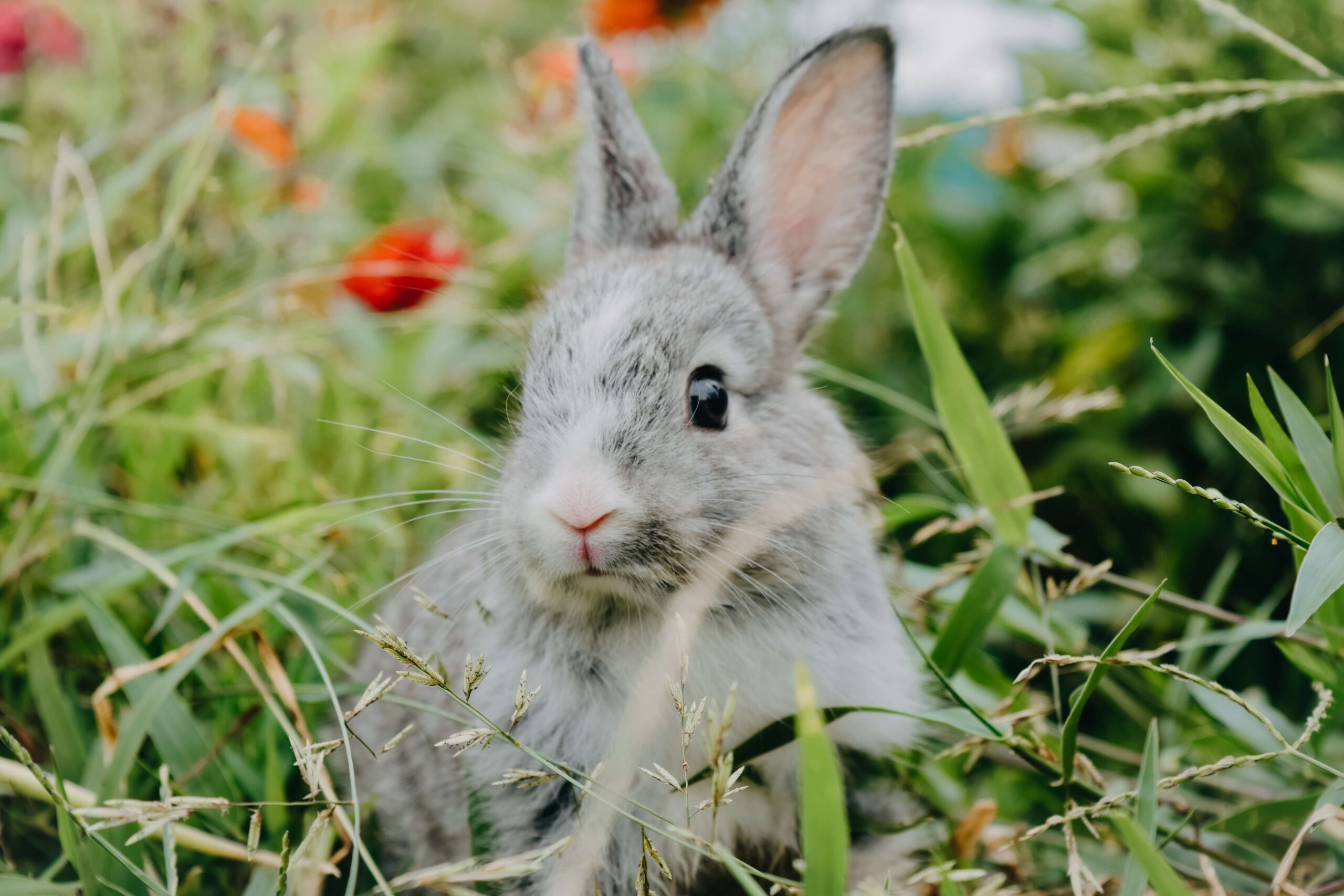 Voeding Konijn Dierenkliniek Dennenoord